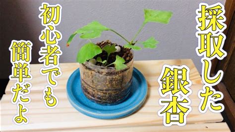 銀杏種植盆栽|イチョウ（銀杏）の育て方